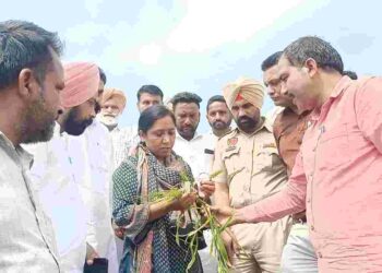 Every farmer will get proper compensation for crop damage caused by rain and hailstorm- Dr. Baljit Kaur