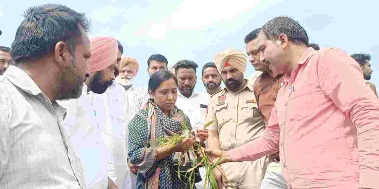 Every farmer will get proper compensation for crop damage caused by rain and hailstorm- Dr. Baljit Kaur