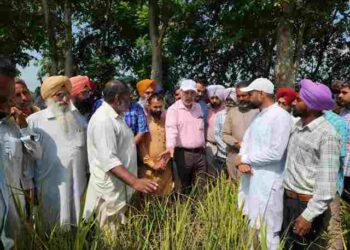 Special Girdawari to Assess Paddy Crop Virus Damage: Dr. Balbir Singh