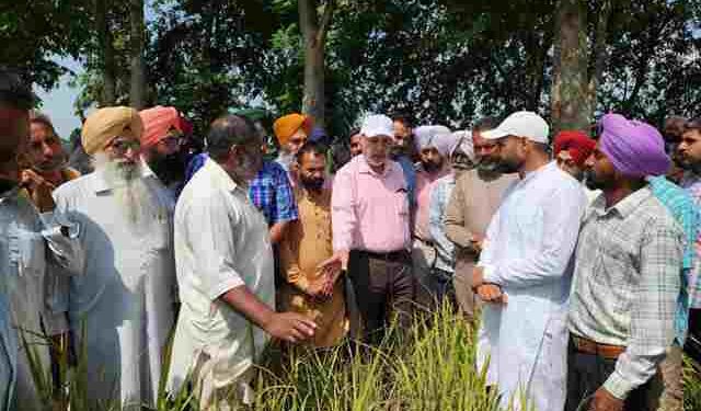 Special Girdawari to Assess Paddy Crop Virus Damage: Dr. Balbir Singh