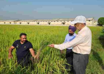 Health Minister Dr. Balbir Singh Inspects Bona Virus and False Smut Affected Paddy Crops in Patiala
