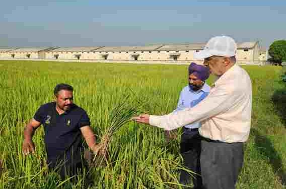 Health Minister Dr. Balbir Singh Inspects Bona Virus and False Smut Affected Paddy Crops in Patiala