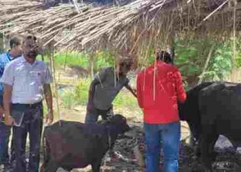 PUNJAB ROLLS OUT COMPREHENSIVE & TIME BOUND ACTION PLAN TO PROTECT LIVESTOCK FROM FLOOD AFTERMATH