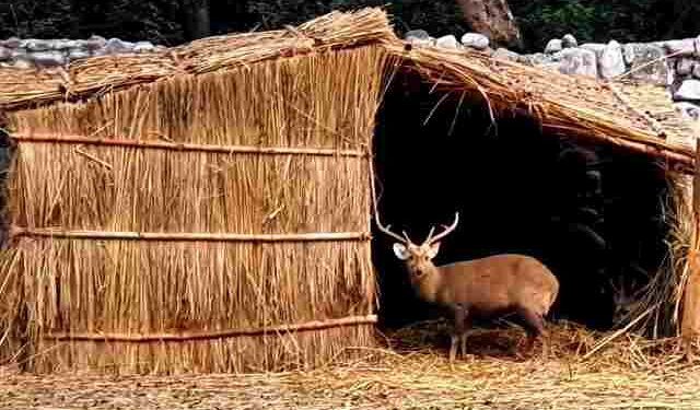 Forest & Wildlife Preservation Department puts in place special arrangements at Chhatbir Zoo for protecting animals from winter