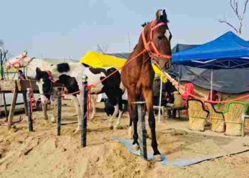 MAGHI MELA: HOOFBEATS ECHO ‘GHORA MANDI’ AS ANIMAL ENTHUSIASTS CONVERGE AT SRI MUKTSAR SAHIB