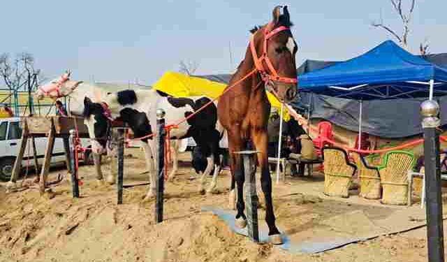 MAGHI MELA: HOOFBEATS ECHO ‘GHORA MANDI’ AS ANIMAL ENTHUSIASTS CONVERGE AT SRI MUKTSAR SAHIB